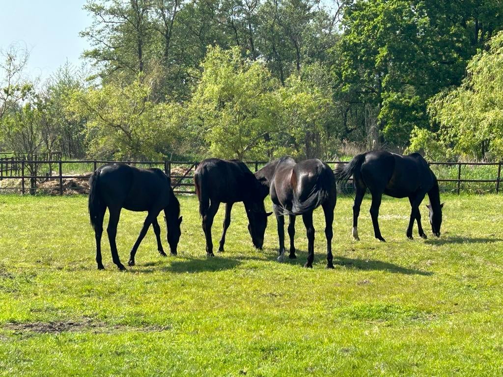 Twee prachtige jaarlingen te koop. Kwpn merries, Dieren en Toebehoren, Paarden, Merrie, Minder dan 160 cm, 0 tot 2 jaar