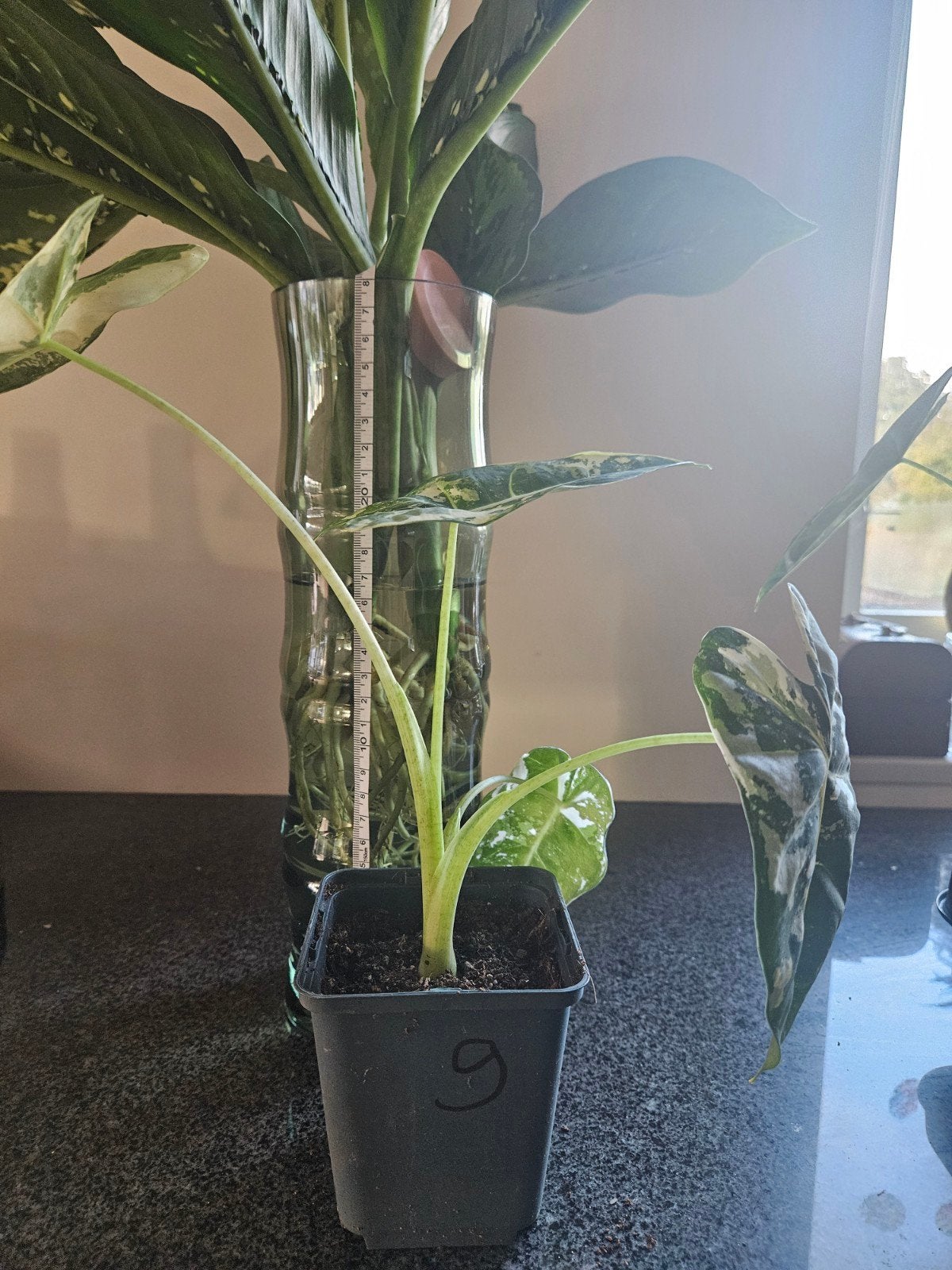 Alocasia 10 euro Frydek Variegata, Ophalen of Verzenden, Halfschaduw, Minder dan 100 cm