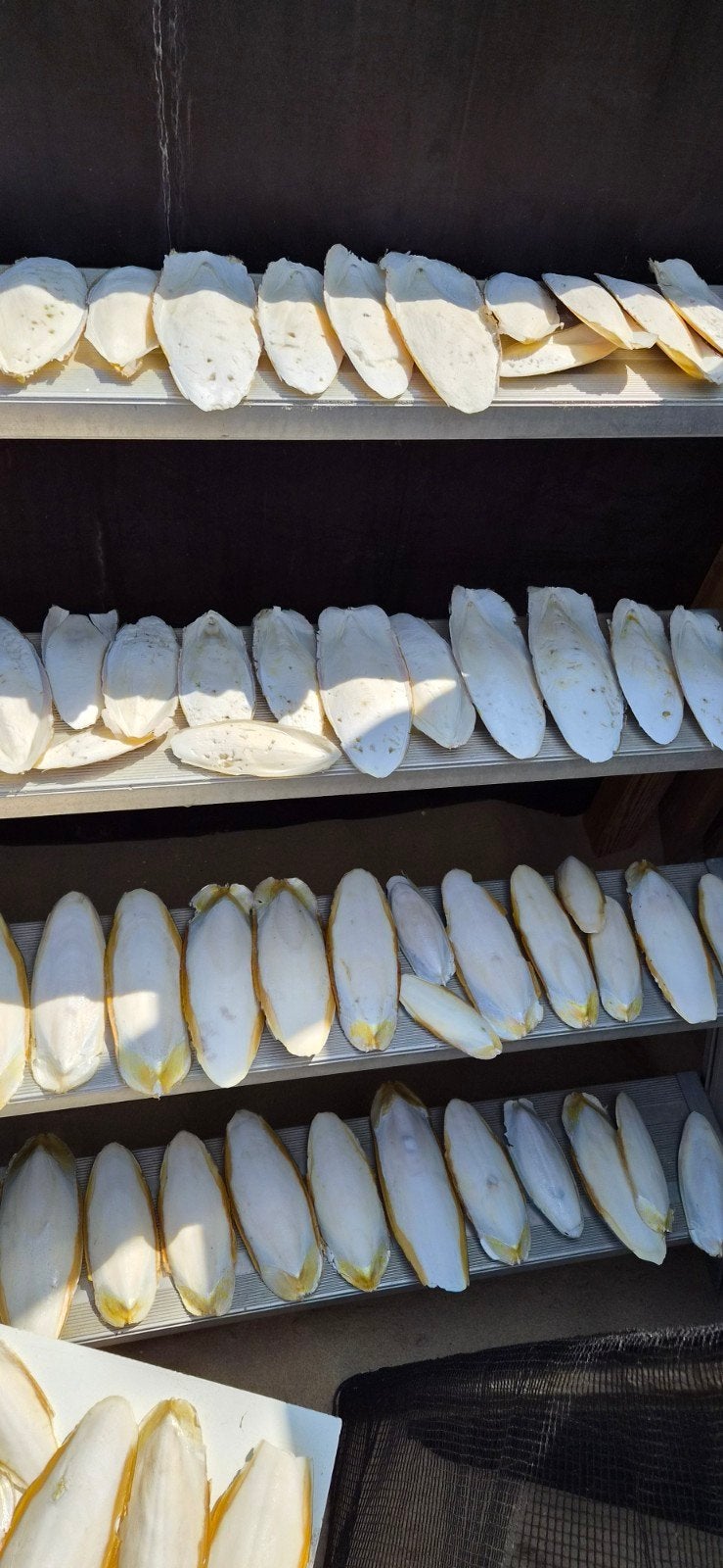 9 kg gedroogde sepiaschelpen, Dieren en Toebehoren, Dierenvoeding, Ophalen of Verzenden