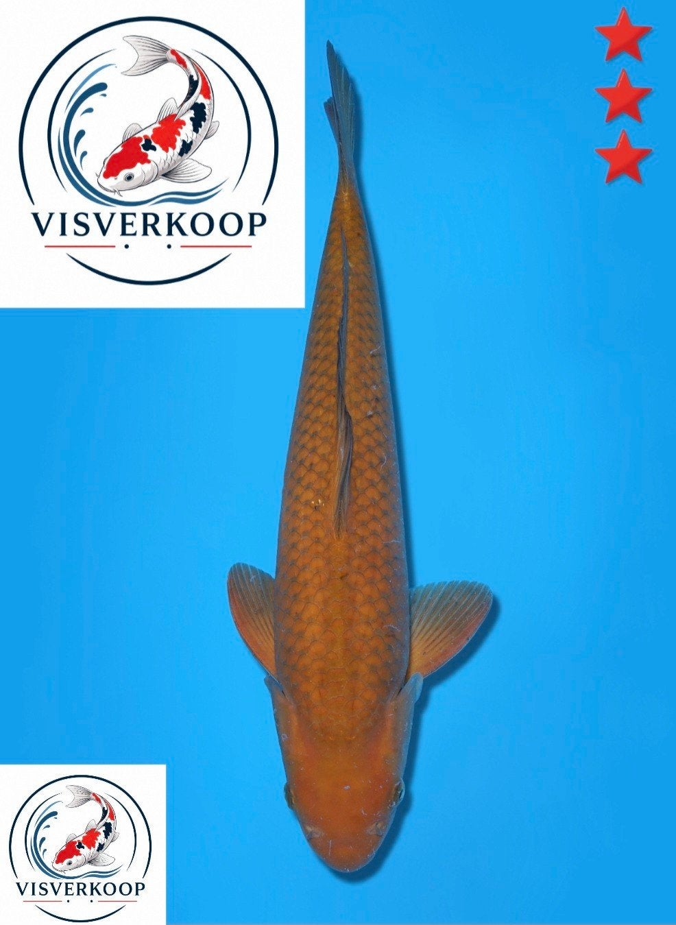 Koi Chagoi., Karper of Koi