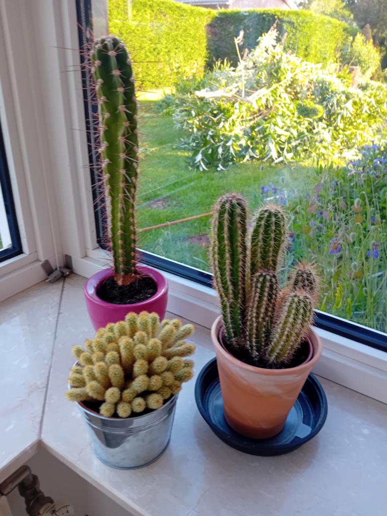 Drie diverse cactussen in potten, Volle zon, Vaste plant, Bloeit niet, Ophalen