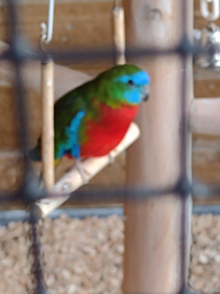 Turquoisine parkiet, Mannelijk, Parkiet, Geringd