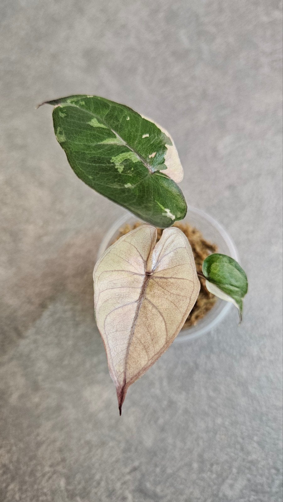 Alocasia Yucatan Princess Pink Variegata, Ophalen of Verzenden, Halfschaduw, Minder dan 100 cm