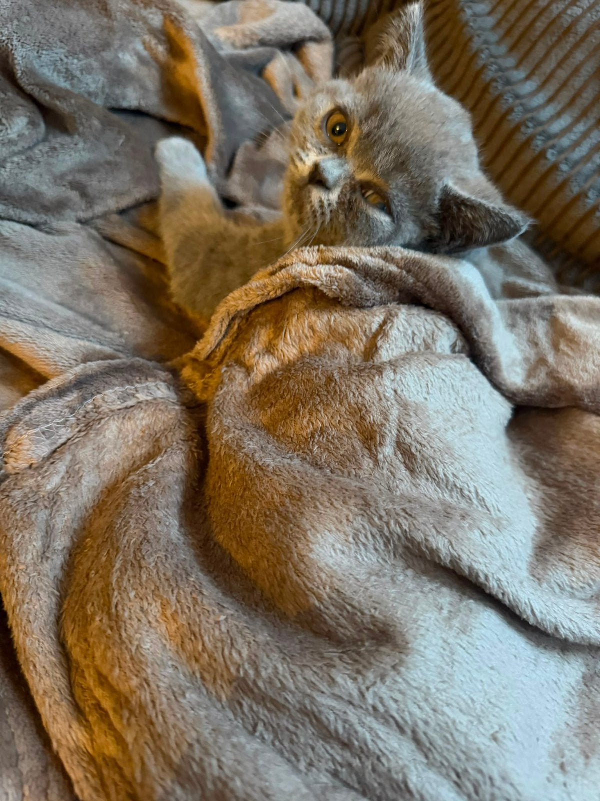 💛Nog beschikbaar mooie britse korthaar kitten💛, Dieren en Toebehoren, Katten en Kittens | Raskatten | Korthaar, Kater, Ontwormd