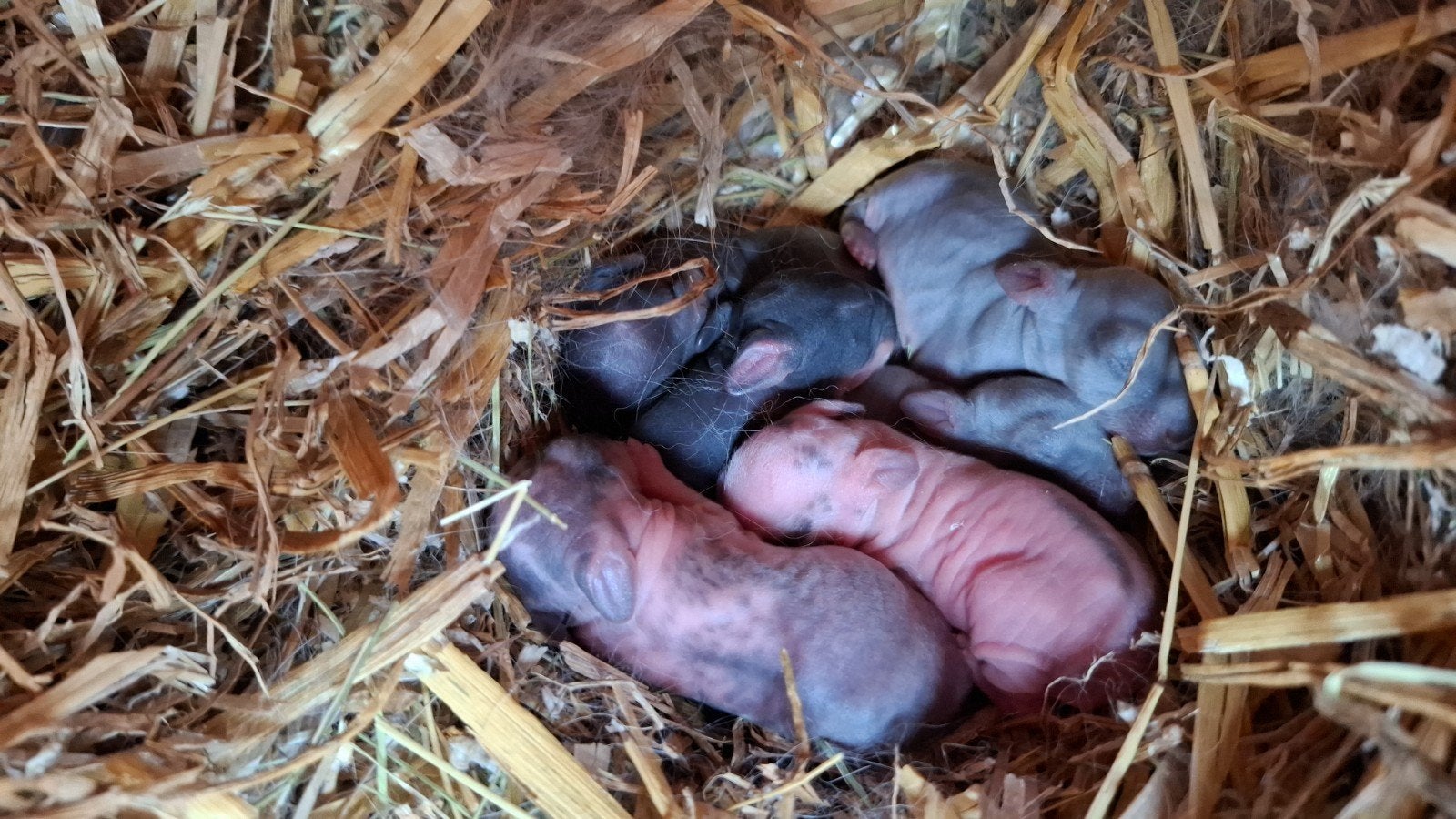 Dwergkonijntjes Japanner/Pool, Dieren en Toebehoren, Konijnen, Meerdere dieren, Dwerg