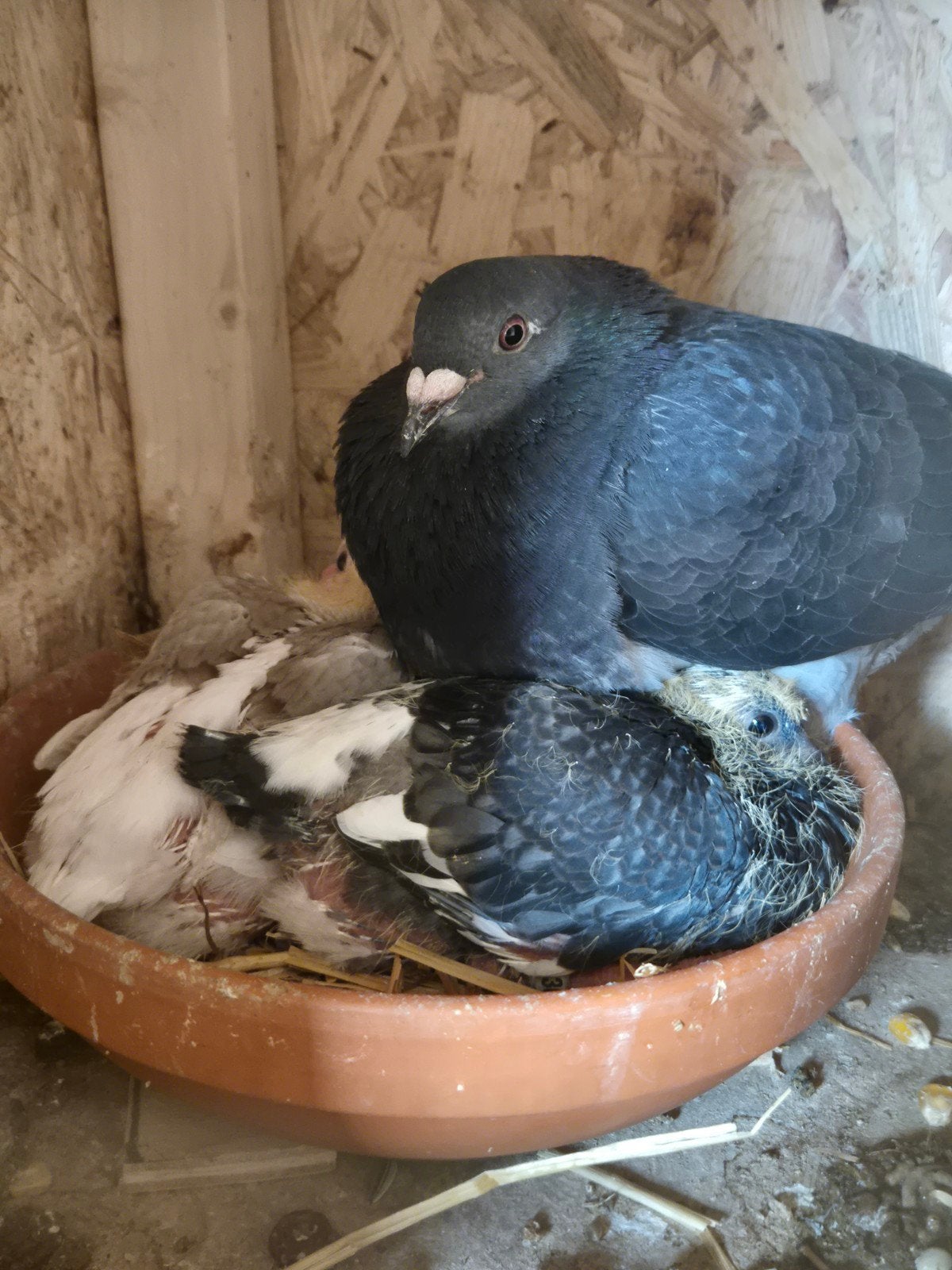 Koppel jonge postduiven, Dieren en Toebehoren, Vogels | Duiven, Meerdere dieren, Postduif