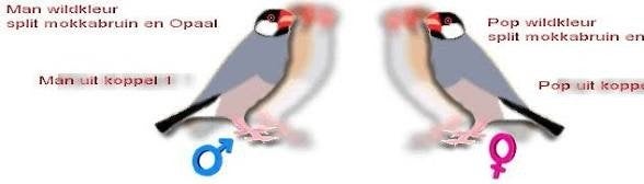 2 poppen rijstvogel gezocht, Dieren en Toebehoren, Meerdere dieren
