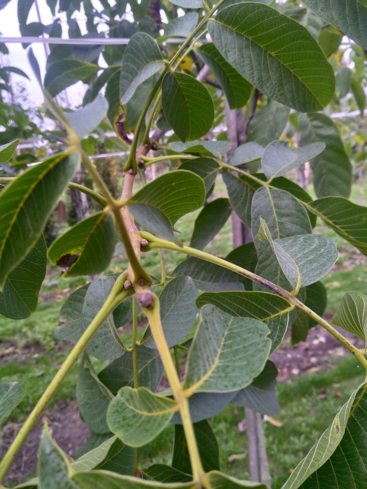 Walnootboom (Juglans regia) - Prachtige Notenboom, Bloeit niet, Overige soorten, 250 tot 400 cm, Ophalen