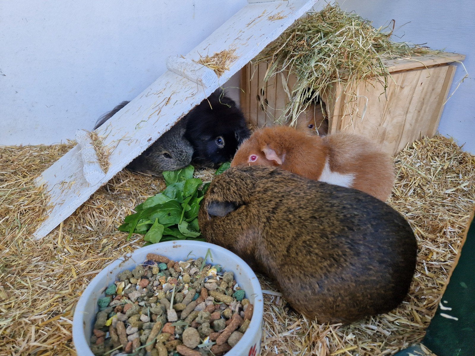 kleinschalige permanente opvang voor cavias heeft plek, Dieren en Toebehoren, Knaagdieren, Januari, Cavia