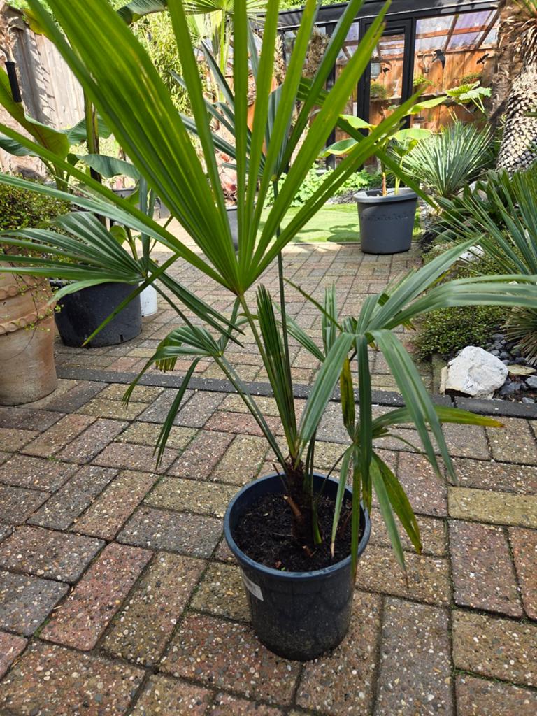 Trachycarpus Fortunei (Hennep Palm) - 75 cm hoog 3x perstuk€, Ophalen, Bloeit niet, Overige soorten, Volle zon