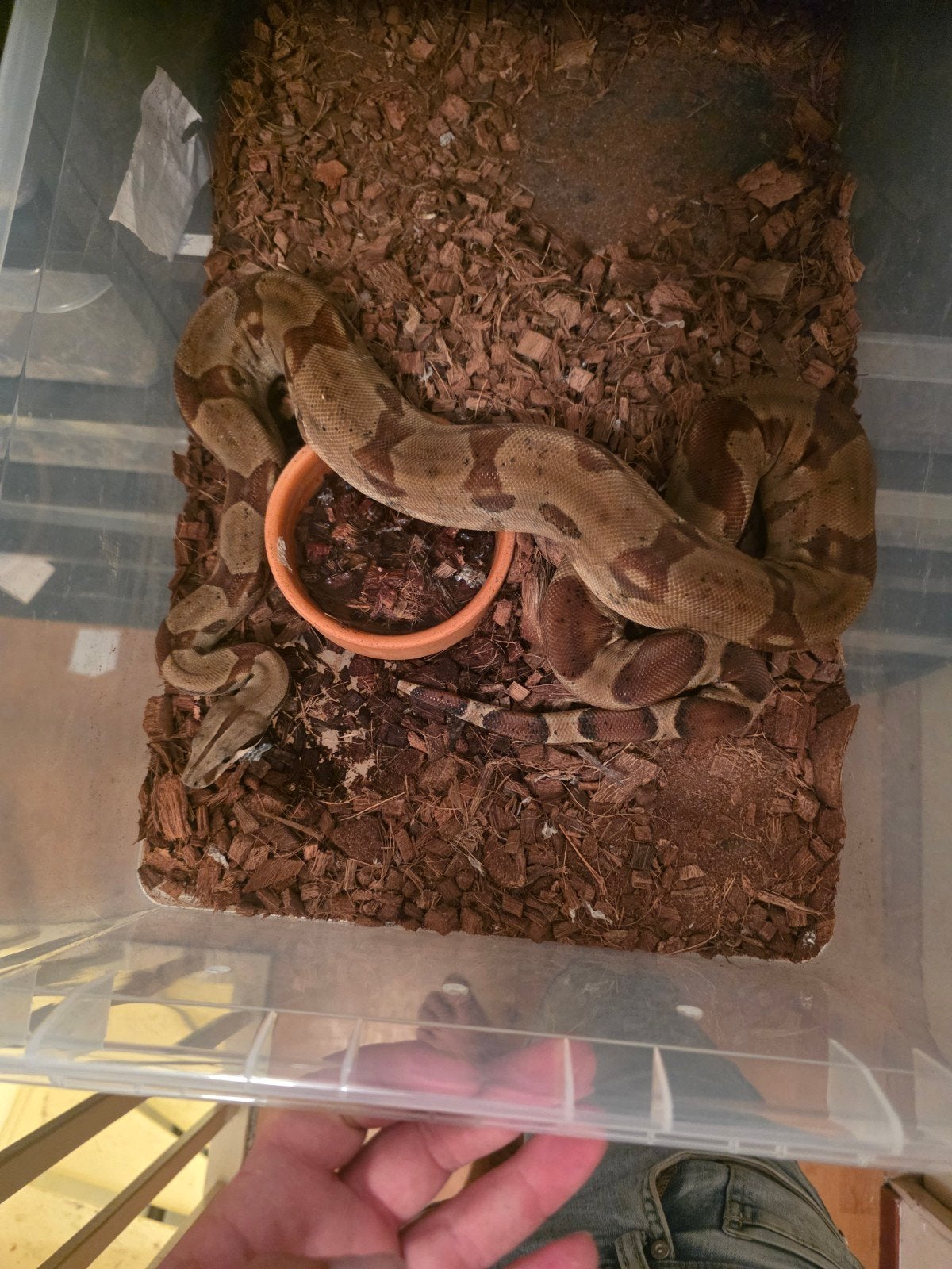 boa constrictor Boa Constrictor - unknown for sale from van doorn