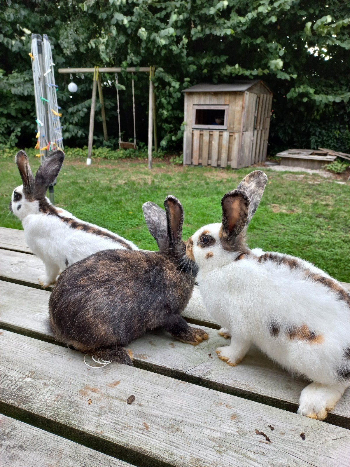 3 jonge Rijnlander voedsters te koop, Vrouwelijk, Middelgroot, 0 tot 2 jaar