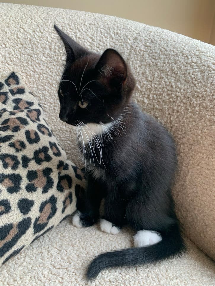 2 Schattige kittens te koop, Meerdere dieren, Kortharig, 0 tot 2 jaar