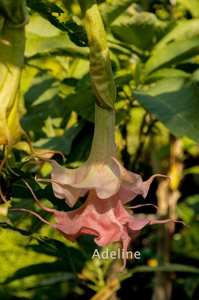 Brugmansia  Ongewortelde  Stekken, Overige soorten, Volle zon, Eenjarig, Ophalen of Verzenden