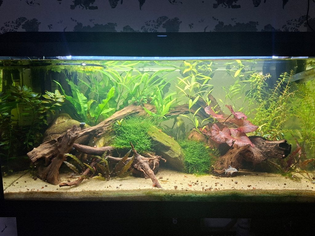 Aquariumplanten: Javamos Rotala Hygrophila Drijfplanten Mix, Dieren en Toebehoren, Vissen | Aquaria en Toebehoren, Ophalen of Verzenden