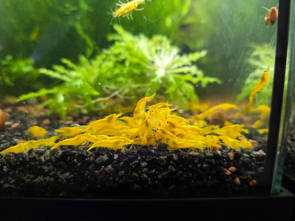 Neocaridina Yellow Fire garnalen | Shrimporium, Kreeft, Krab of Garnaal