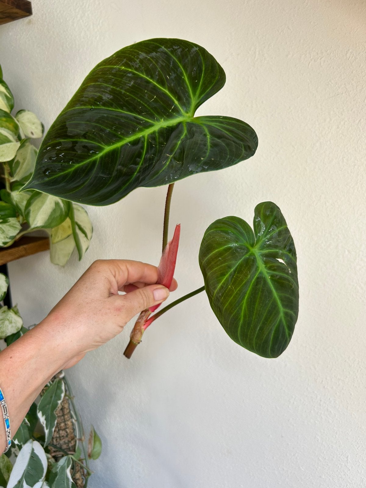Philodendron el choco red, verse stekken, zie advertentie, Huis en Inrichting, Kamerplanten, Ophalen of Verzenden, Halfschaduw