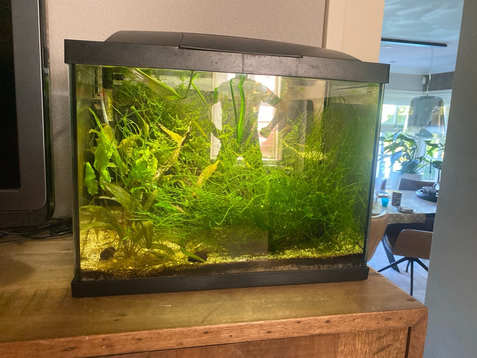Aquarium 40L, Ophalen of Verzenden