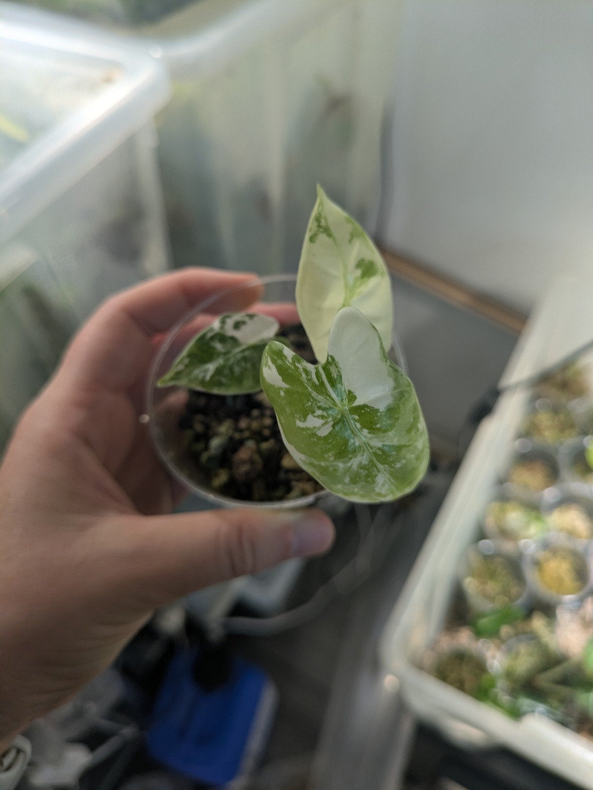 Alocasia Frydeks variegata plantjes, Ophalen of Verzenden, Halfschaduw, Minder dan 100 cm