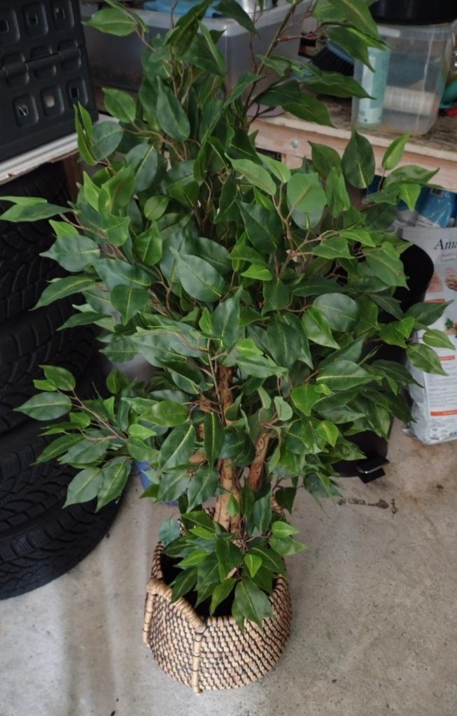 3 x kunst ficus, Ophalen, Binnen, Groen, 140 cm