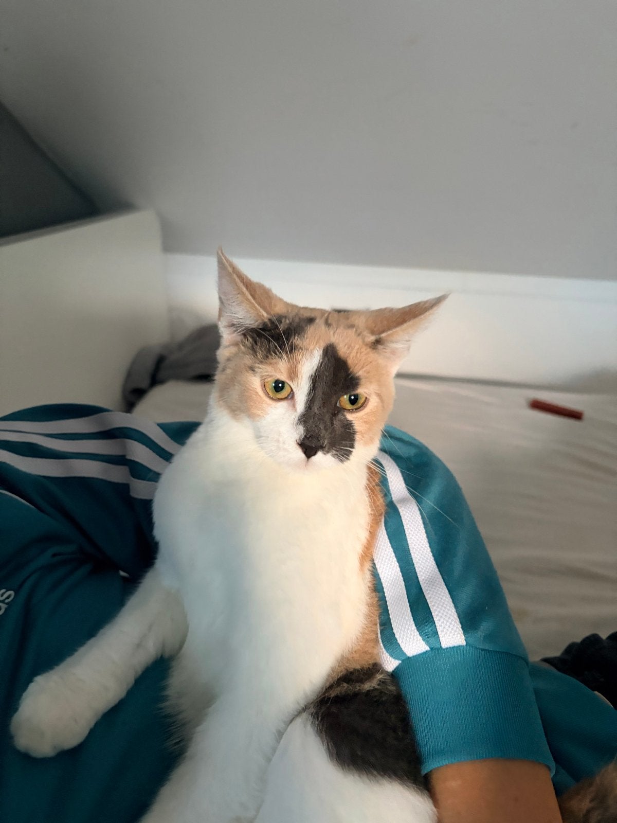 Lieve en sociale kat  Lapjes kat /blauwe rus, 0 tot 2 jaar