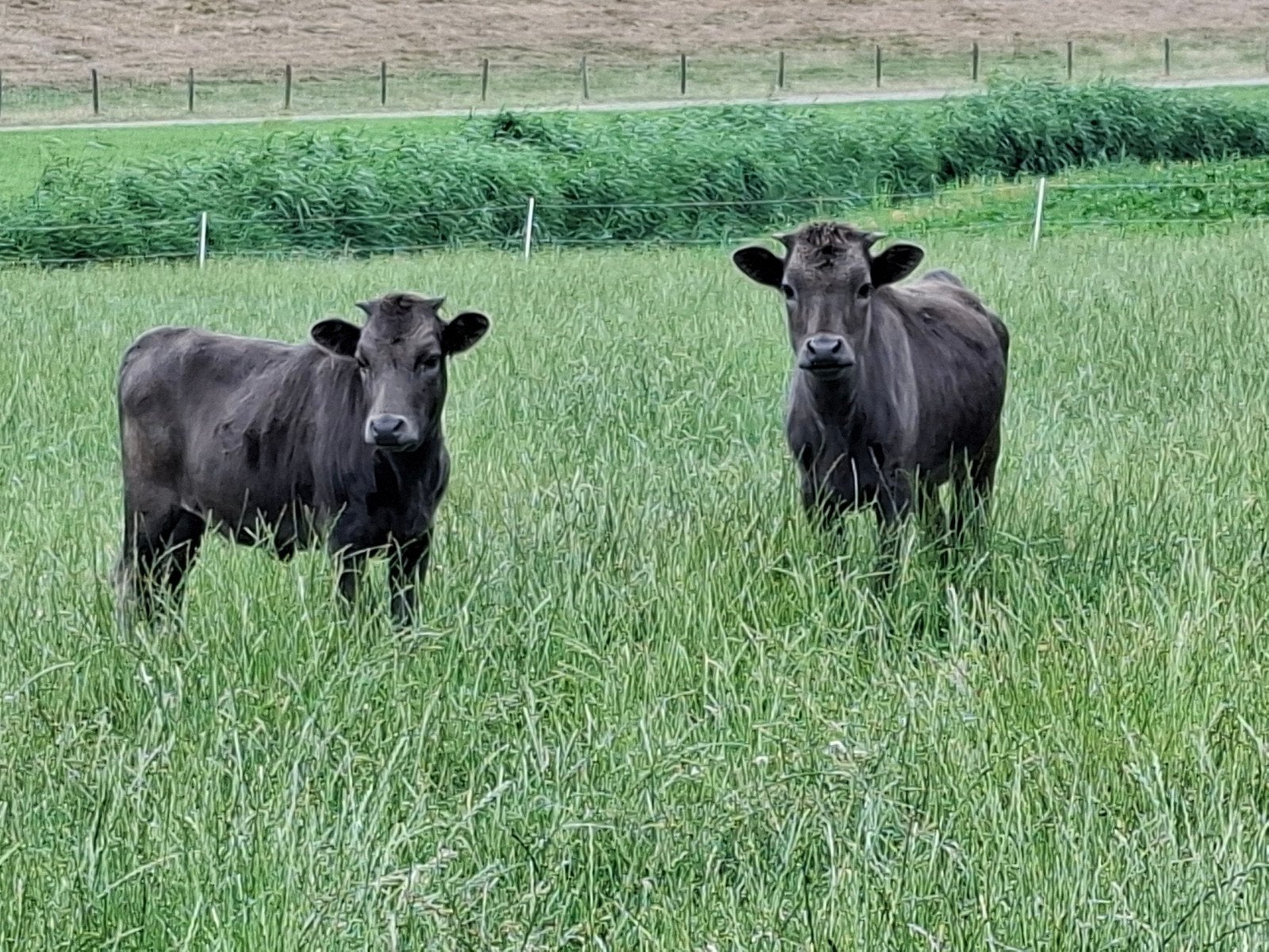 Te koop 3 Dahomeys waarvan 1 stier., Dieren en Toebehoren, Runderen, Meerdere dieren