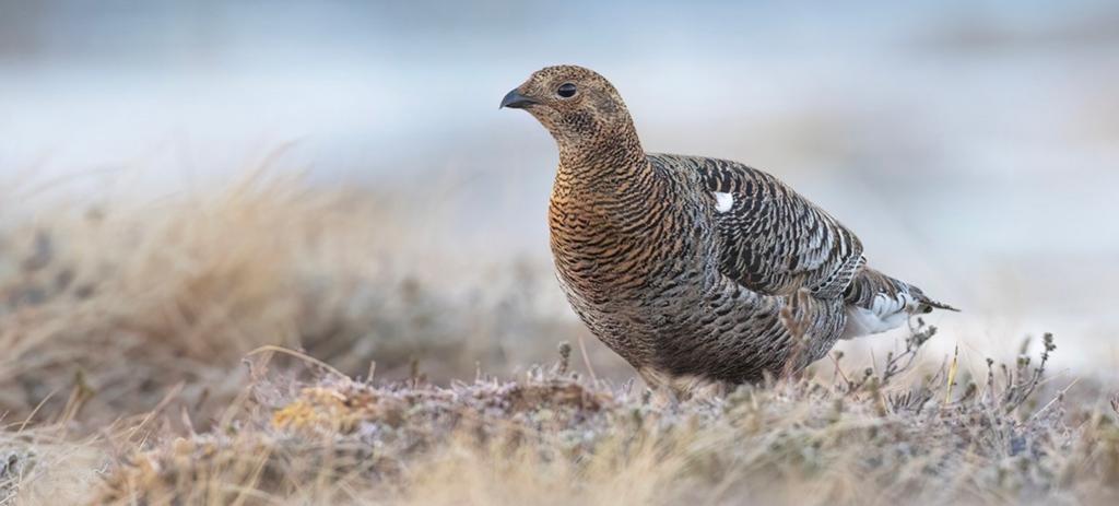 Gezocht Korhoen hen, Dieren en Toebehoren, Vrouwelijk