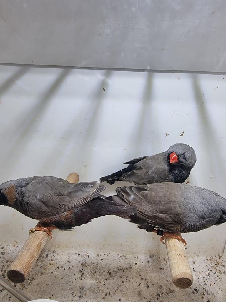 Te koop 3  koppelen Charcoal grijs van 2025, Dieren en Toebehoren, Mannelijk