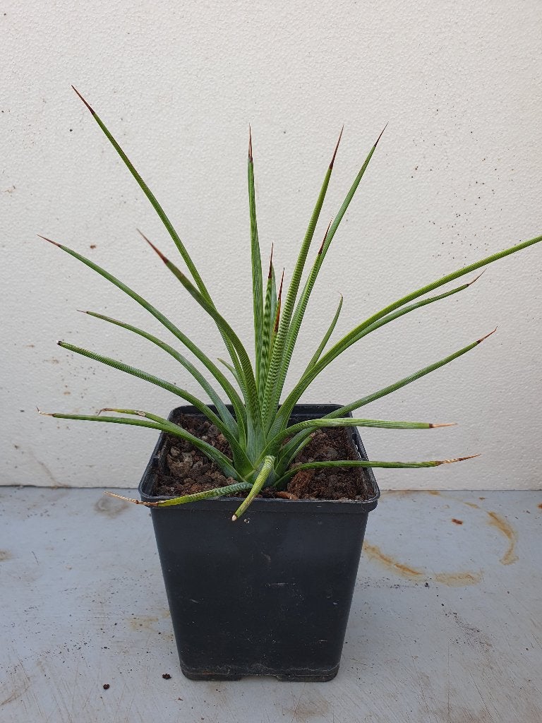 Agave stricta, Ophalen of Verzenden, Bloeit niet, Overige soorten, Volle zon