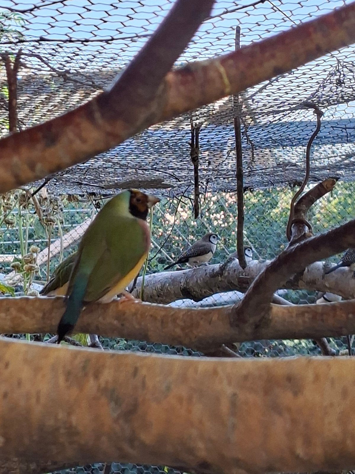 gouldamadines split voor blauw, Meerdere dieren, Tropenvogel, Geringd