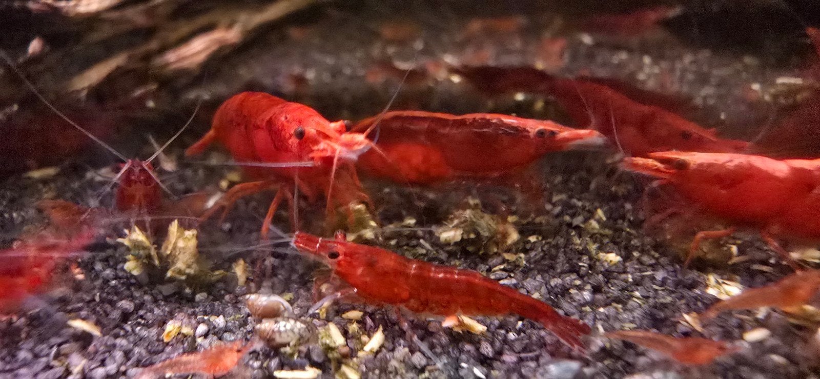 Gezonde Rode Neocaridina Garnalen (Vuurgarnalen), Kreeft, Krab of Garnaal, Zoetwatervis, Schoolvis