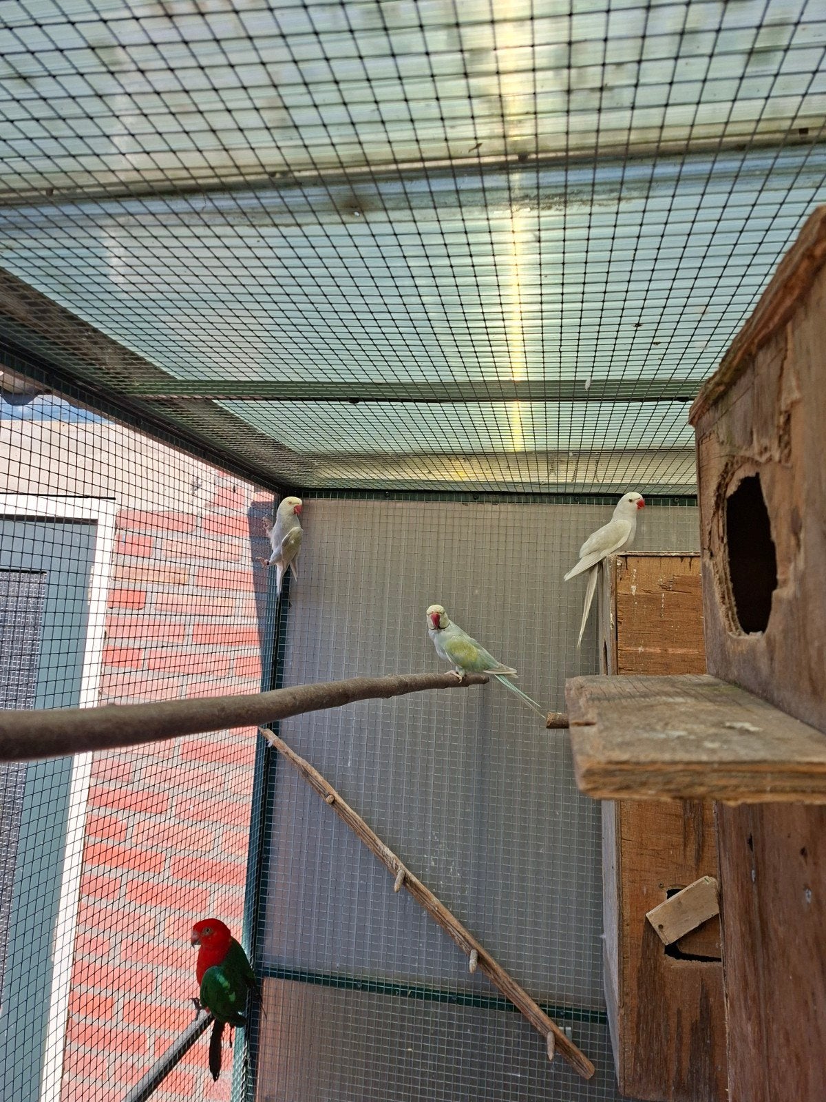 3 halsband, Meerdere dieren, Parkiet