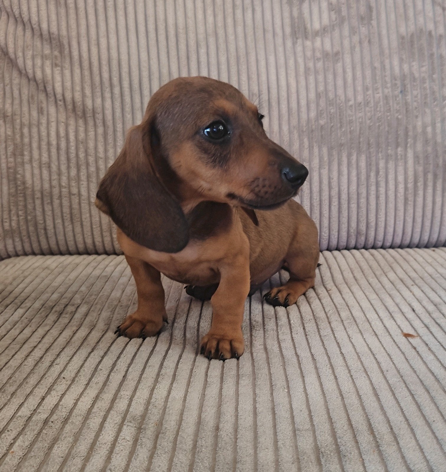 dwergteckel pup reutje, 8 tot 15 weken, Korthaar, Dwerg, Parvo