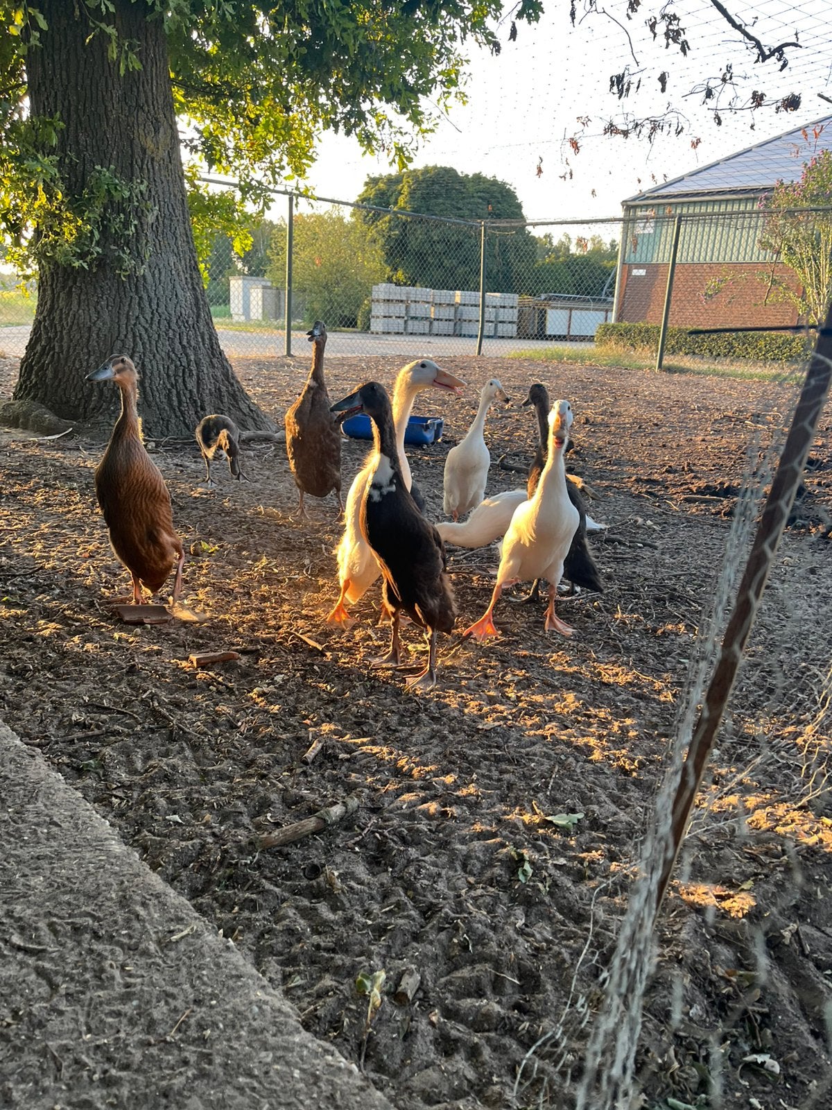 Loopeendjes geboren 6 juni wit en donker, Geslacht onbekend, Eend