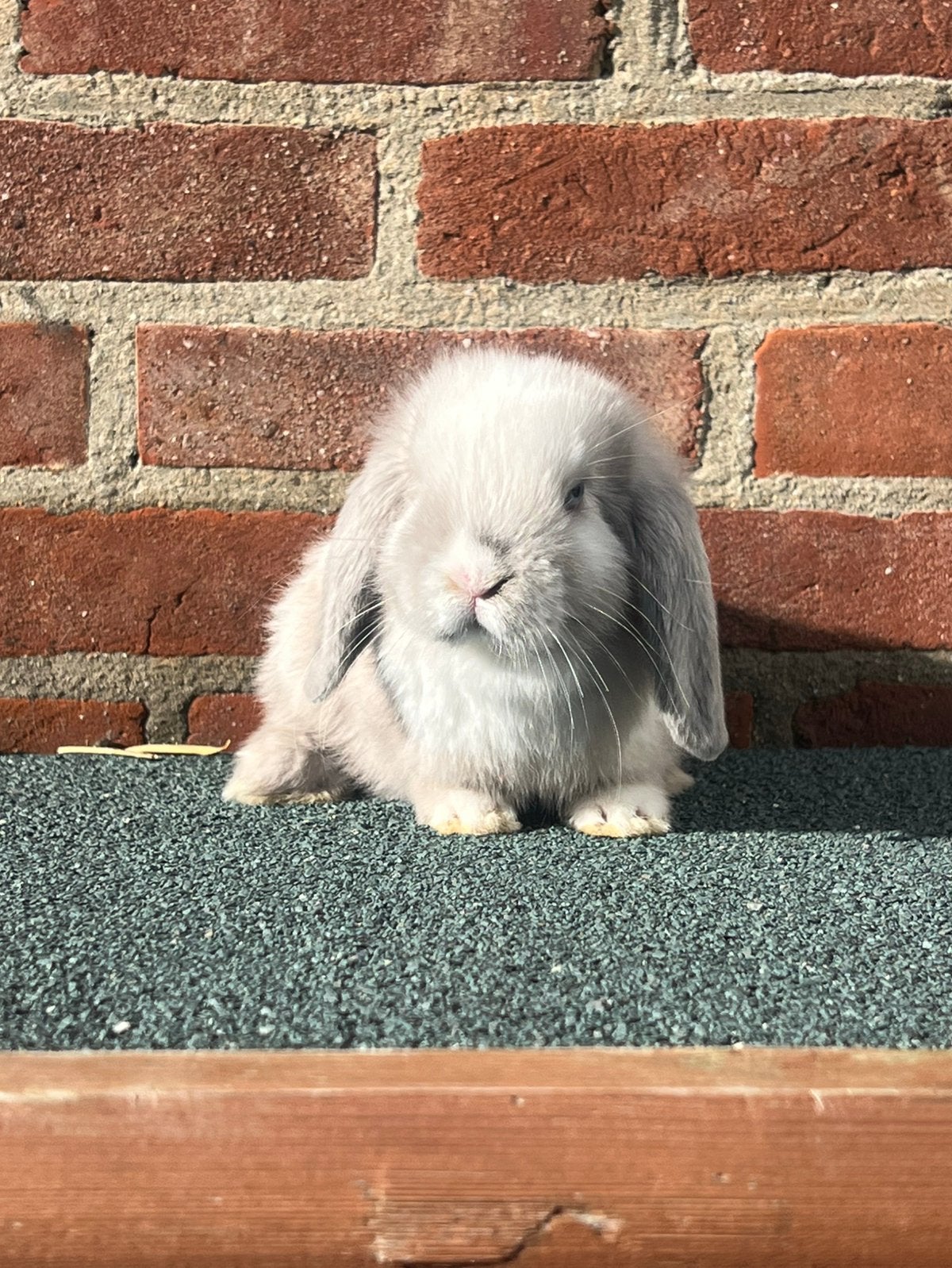 Lieve raszuivere hangoor dwerg konijntjes, Meerdere dieren, Hangoor