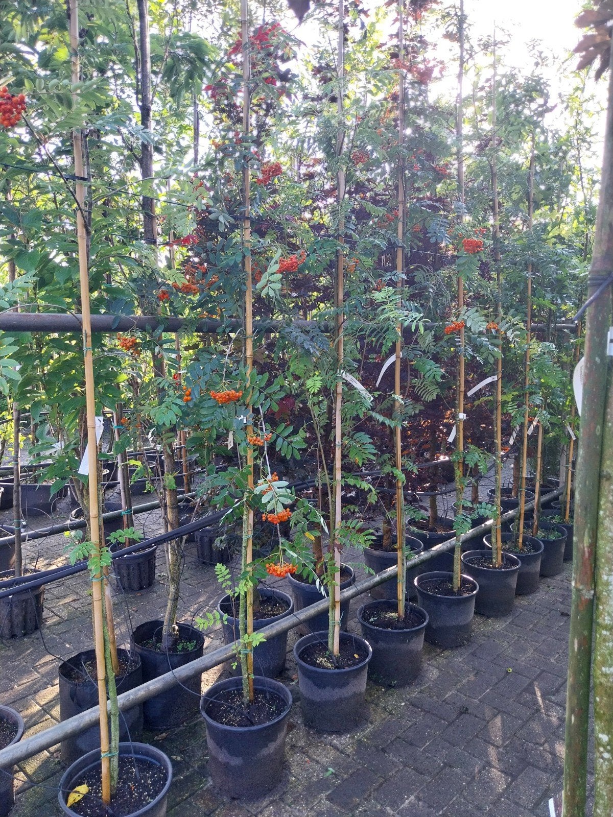 Sorbus Aucuparia - Lijsterbes met Oranje Bessen, Tuin en Terras, Overige soorten, Lente, 250 tot 400 cm, Ophalen