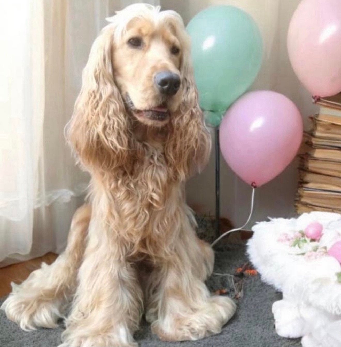Ervaren dekreu engelse cocker spaniël staat ter dekking, Reu, Parvo, Eén hond, 3 tot 5 jaar