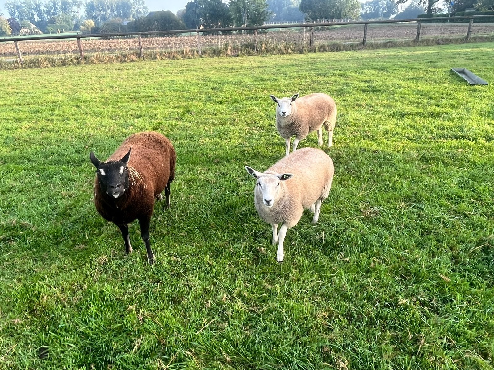 Ooilammeren uit Dassenkop moeder., Vrouwelijk, Schaap, 0 tot 2 jaar