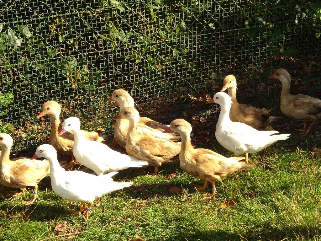 Blonde mandarijneenden, Dieren en Toebehoren, Meerdere dieren, Eend