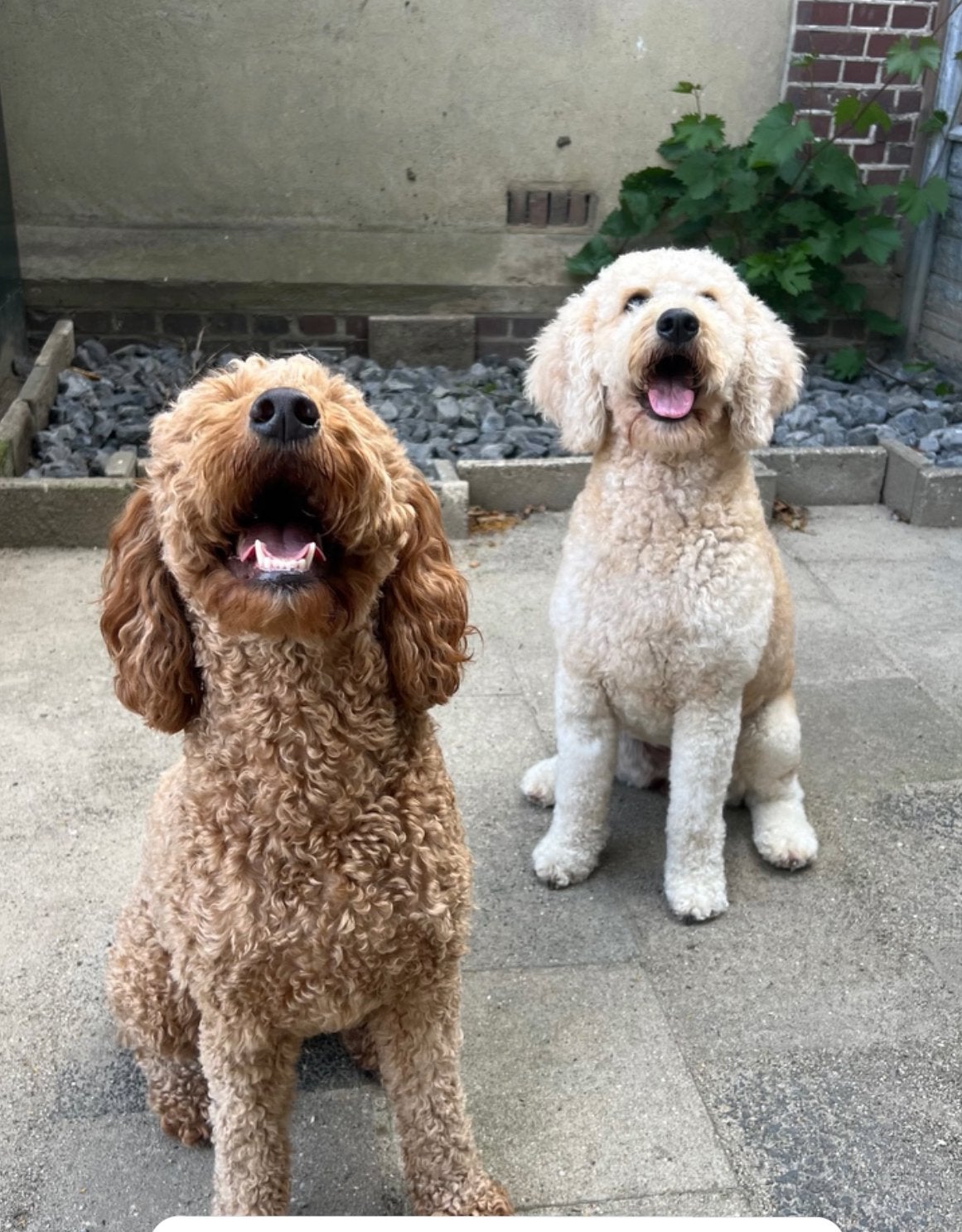 Bibi & Bella – Labradoodles zoeken samen een liefdevol thuis, Overige rassen, 1 tot 2 jaar, Teef, Parvo