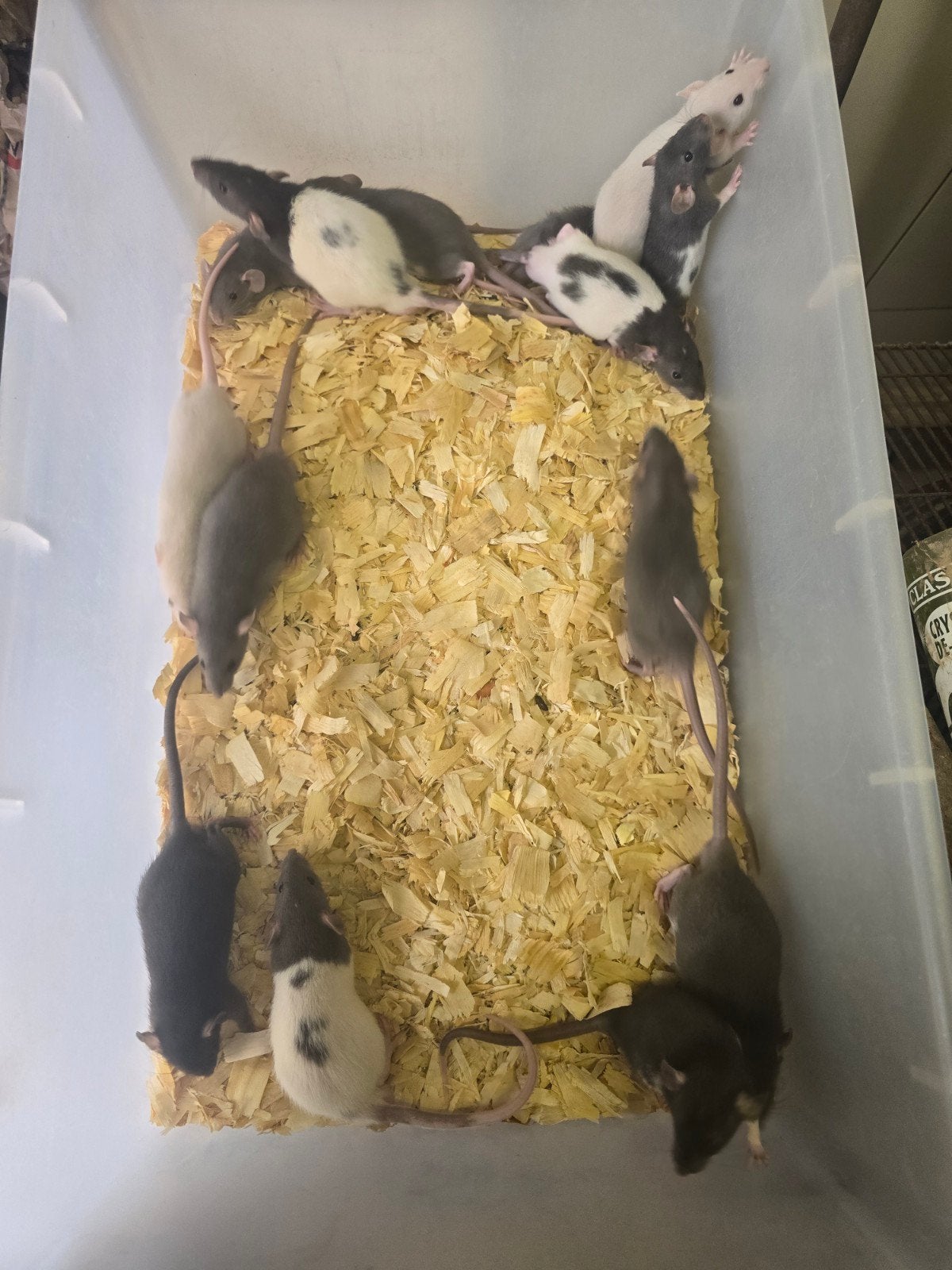 Leuke mannelijke ratjes rittens dumbo, Dieren en Toebehoren, Knaagdieren, Juni, Mannelijk, Rat