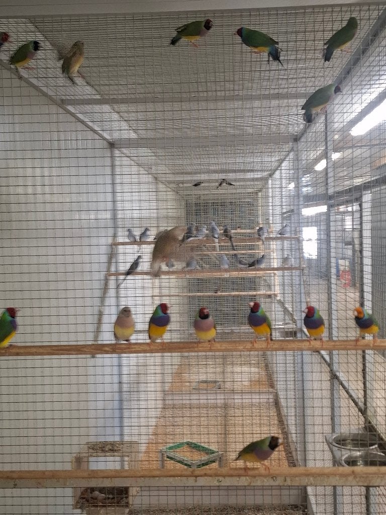 Gouldamadines, Meerdere dieren, Tropenvogel