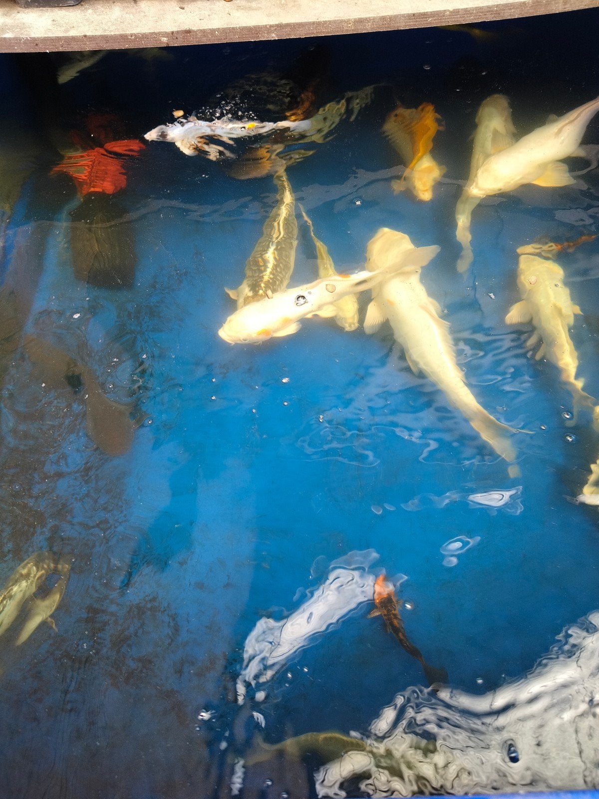 Diverse Koi,s verschillende kleuren, Karper of Koi
