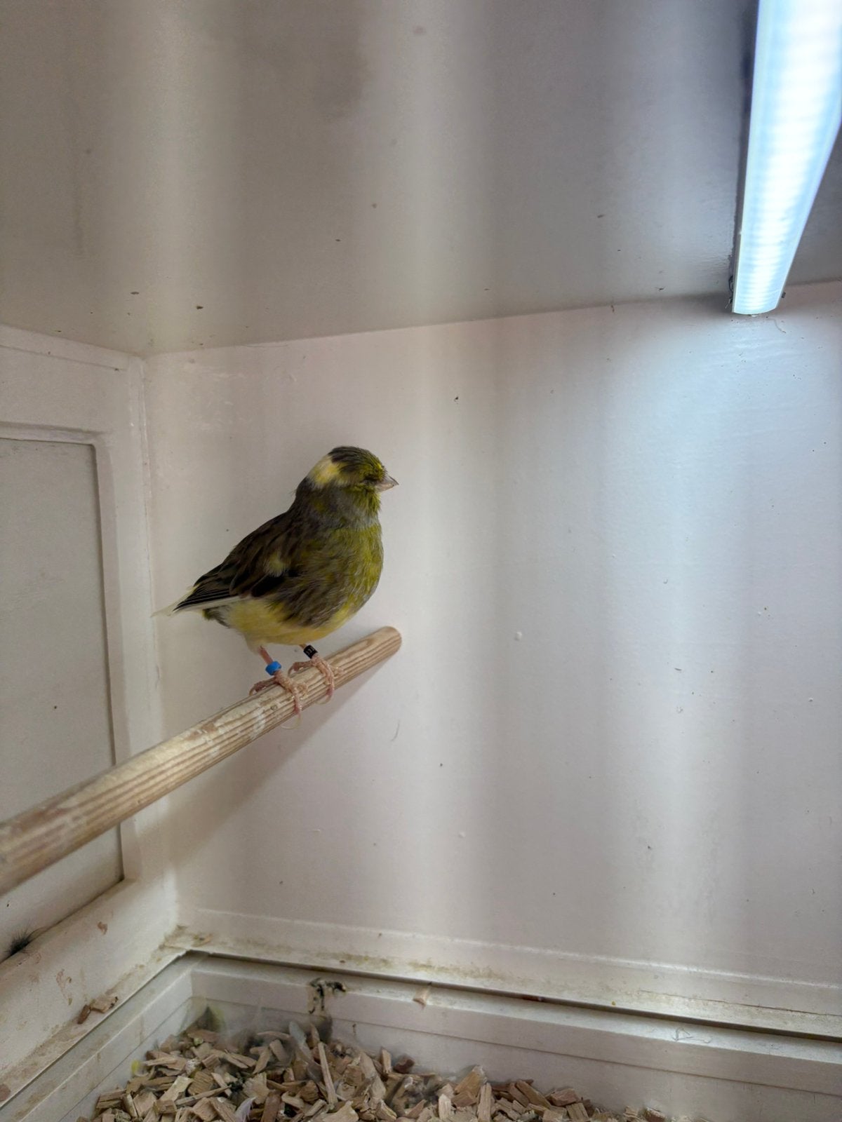 Kanarie man, Mannelijk, Kleurkanarie