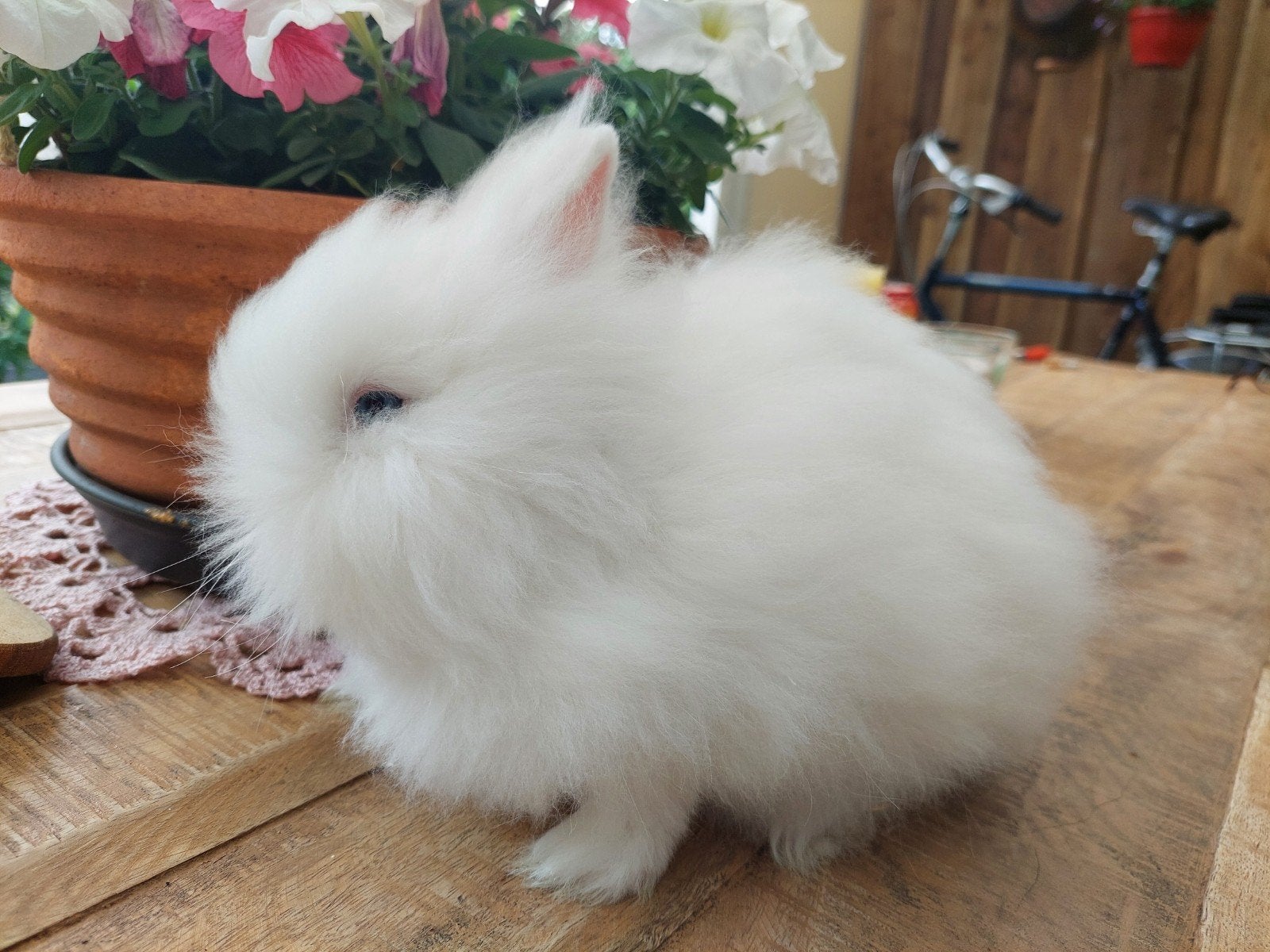 Te koop jonge teddydwerg voedster, Dieren en Toebehoren, Konijnen, Vrouwelijk, Dwerg