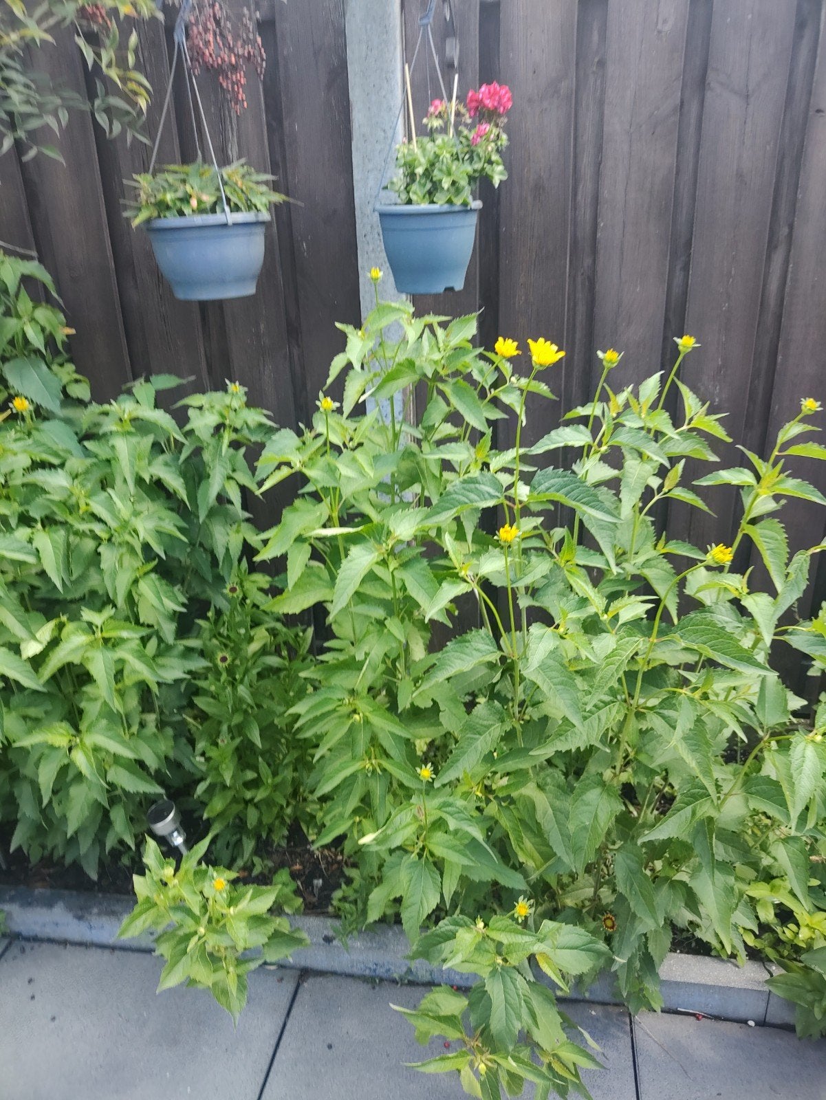 Vaste planten, Tuin en Terras, Planten | Struiken en Hagen, Ophalen of Verzenden, Overige soorten, Minder dan 100 cm