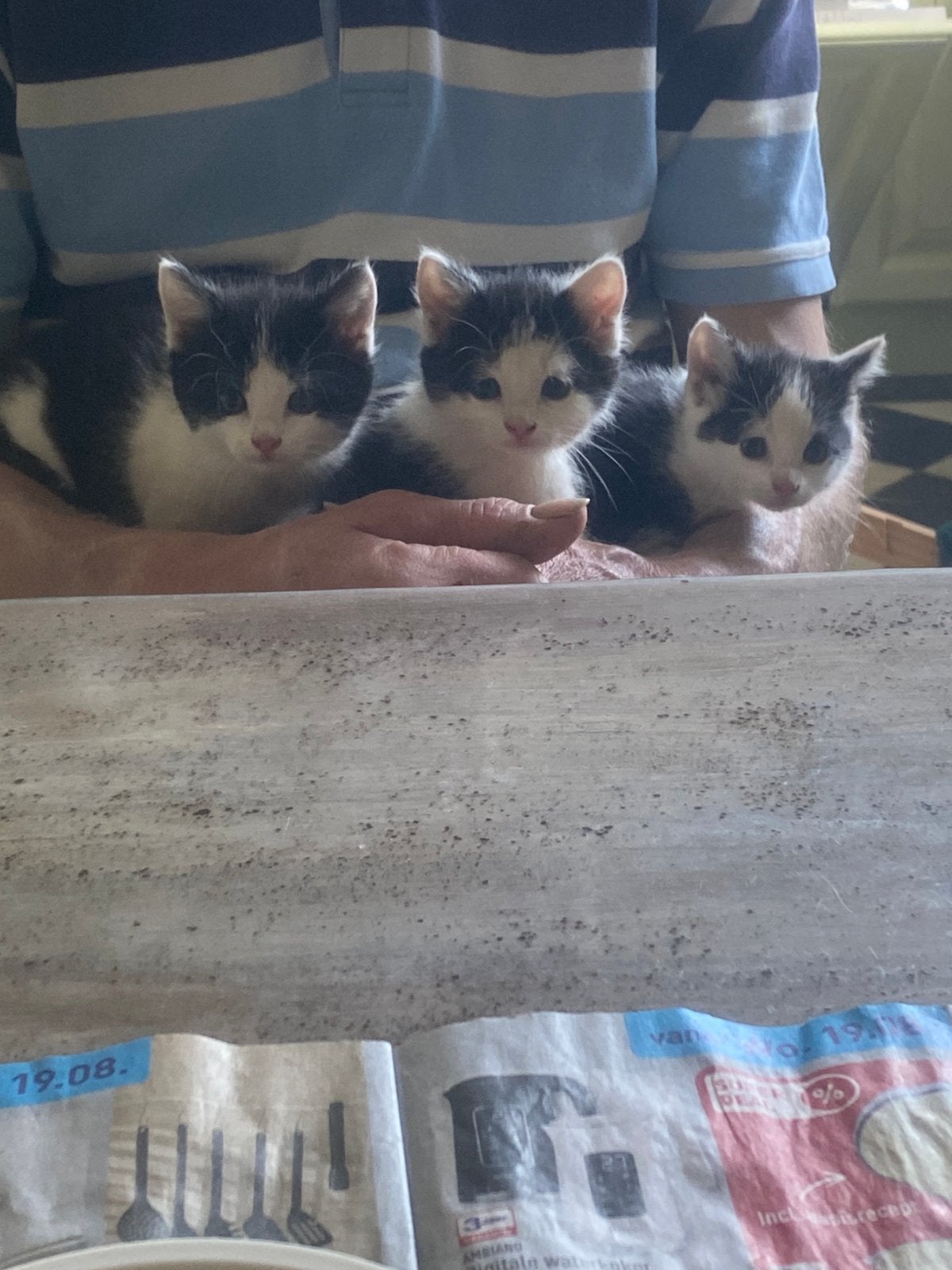 Lieve zachte kittens + poes van 3,5 maand, Dieren en Toebehoren, Katten en Kittens | Overige Katten, Meerdere dieren, Kortharig