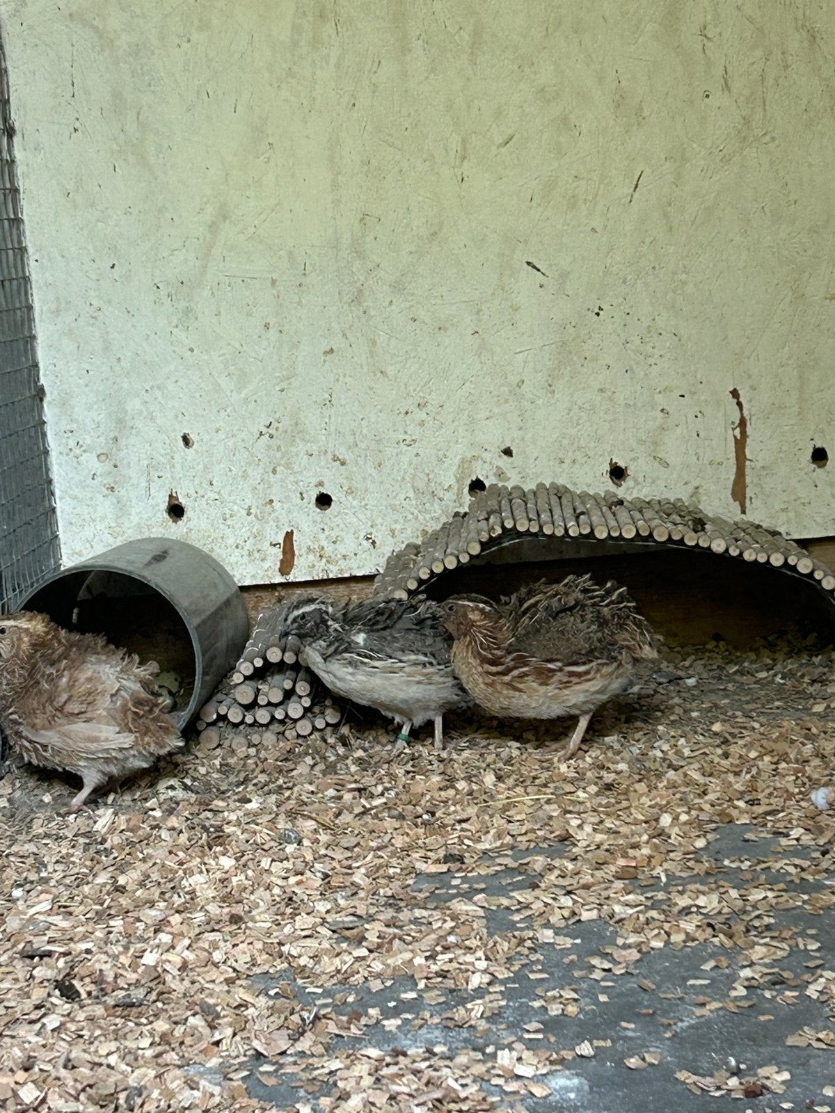 Kwartet Japanse Kwartels, Meerdere dieren, Overige soorten