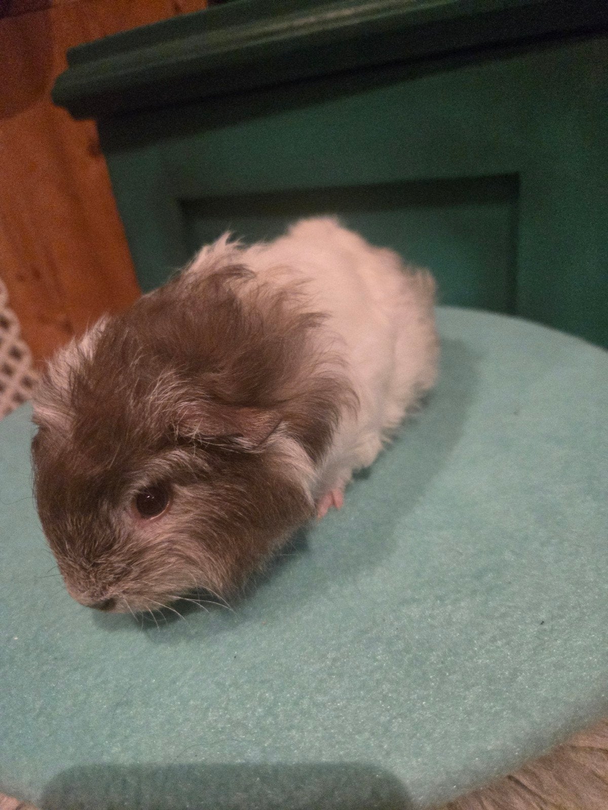 Ch teddy zeugje, Dieren en Toebehoren, Cavia, Juli, Vrouwelijk, Tam