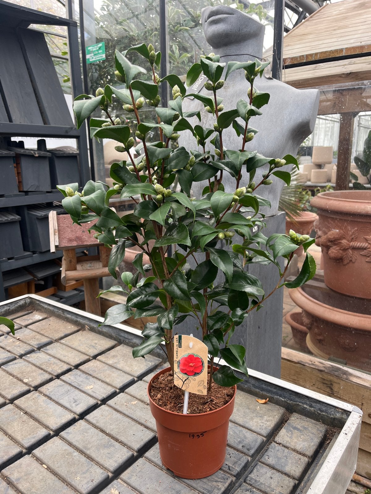 Camellia Japonica 'Mary Williams' - Prachtige Camelia, Overige soorten, Vaste plant, Ophalen of Verzenden, Halfschaduw